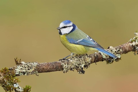 Blue tit (Parus caeruleus), sitting on a branch overgrown with lichen, Wilnsdorf, North