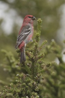 Pine Grosbeak (Pinicola enucleator) male, Manitoba, Canada