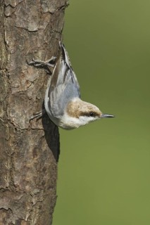 Brown-headed Nuthatch (Sitta pusilla), Texas, USA