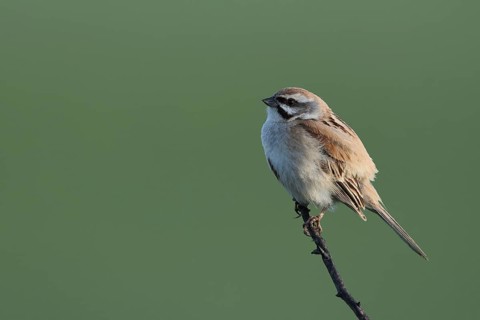Jankowski's Bunting (Emberiza jankowskii) male, Dornod-Aimag, Mongolia