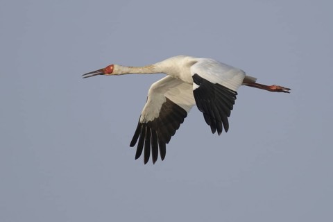 Siberian Crane (Leucogeranus leucogeranus) flying, Poyang Lake, China