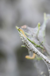 Caterpillar of the european spindle (Euonymus europaeus), common monkey puzzle moth (Yponomeuta