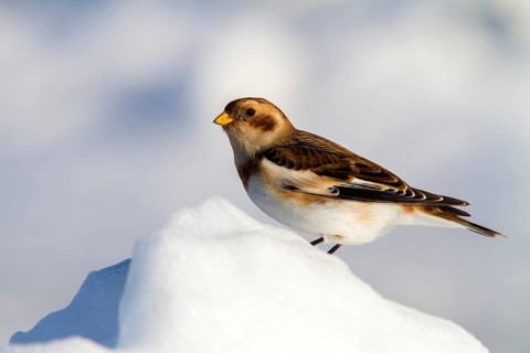 Snow Bunting (Plectrophenax nivalis), Iceland