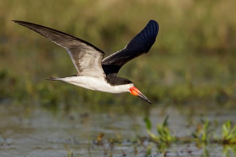 Black Skimmer (Rynchops niger) flying in the Pantanal region of Brazil