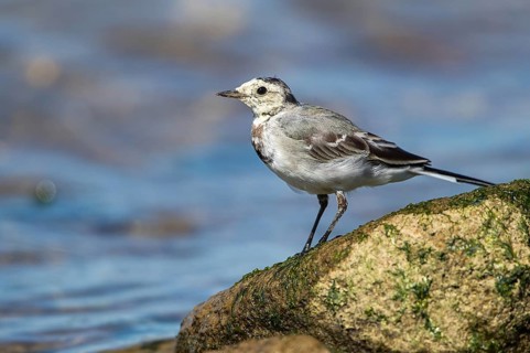 White Wagtail (Motacilla alba) juvenile, Mecklenburg-Western Pomerania, Germany