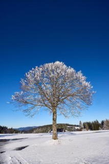 Freestanding snow-covered tree against a deep blue cloudless sky, hilly winter landscape,