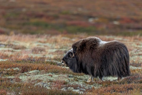 A musk ox cow (Ovibos moschatus) foraging in the autumn tundra, autumn, autumn landscape, Ruska,