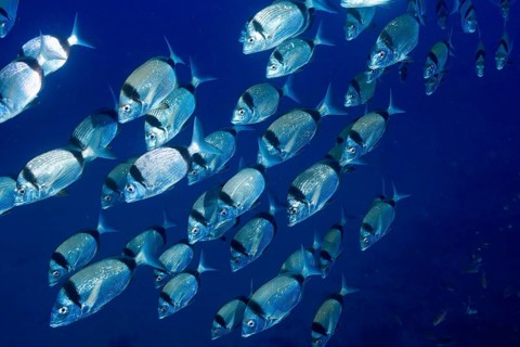 Silver fish, two-banded seabream (Diplodus vulgaris), travelling as a shoal through the deep blue