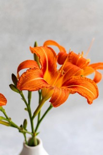 A stunning tiger lily bloom adds vibrant orange hues to the minimalist indoor setting, elegantly