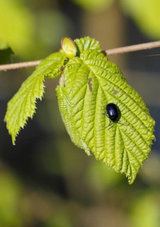 Agelastica alni (Agelastica alni), on leaf, North Rhine-Westphalia, Germany