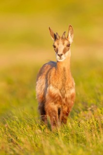 Gämse, Rupicapra rupicapra Chamois, Rupicapra rupicapra