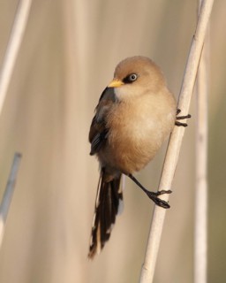 Bearded Reedling (Panurus biarmicus), Mecklenburg-Western, Pomerania, Germany