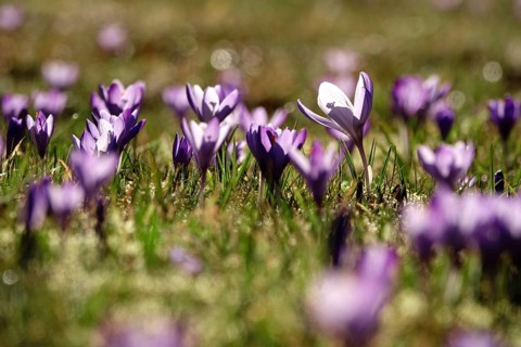 Beautiful crocus flower, early spring, Germany