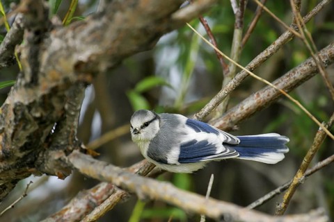 Azure Tit (Cyanistes cyanus) juvenile, Onon River, Mongolia