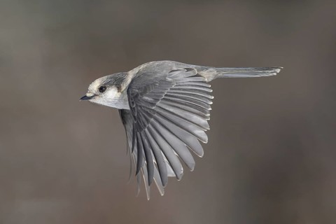 Grey Jay (Perisoreus canadensis) flying, Alaska, USA