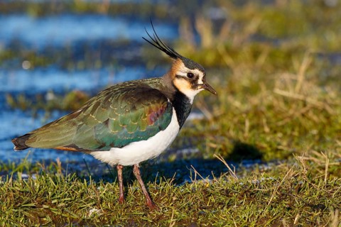 Northern Lapwing (Vanellus vanellus) male, Netherlands