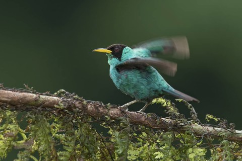 Green Honeycreeper (Chlorophanes spiza) male, Costa Rica