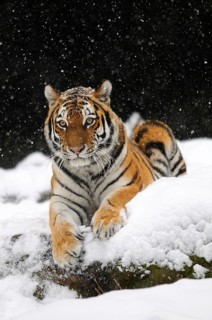 A tiger lies in the snow and looks attentively ahead, Siberian tiger (Panthera tigris altaica),