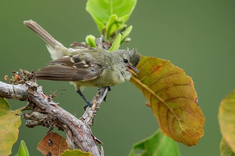 Southern Beardless-Tyrannulet (Camptostoma obsoletum) perched on a branch in the rainforest of