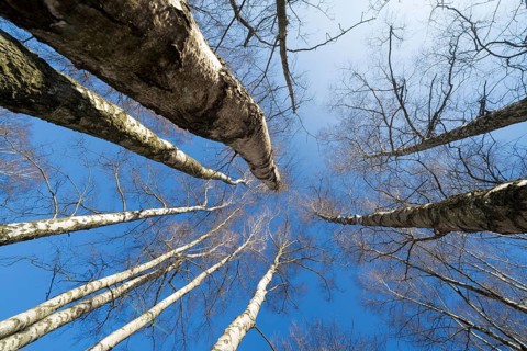 Primeval forest Urwald Sababurg, Hofgeismar, Weser Uplands, Weserbergland, Hesse, Germany