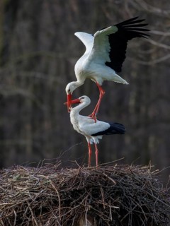 White Stork (Ciconia ciconia) pair mating, North Rhine-Westphalia, Germany