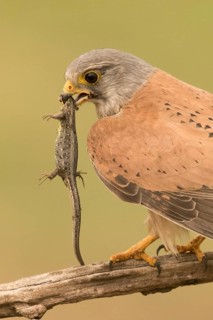 Common Kestrel (Falco tinnunculus) male perched on a branch with captured lizard, Serbia