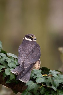 Hobby (Falco subbuteo) falcon adult bird of prey on a tree branch, England, United Kingdom