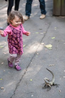 Young girl looking at an Australian eastern water dragon (Physignathus lesueurii), Lone Pine Koala