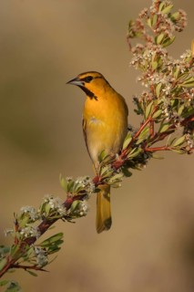 Bullock's Oriole (Icterus bullockii) male, California, USA