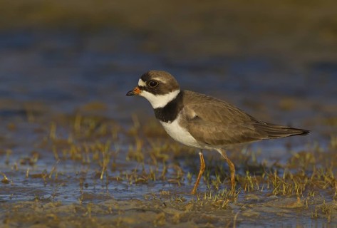 Canada, Manitoba, breeding adult, June