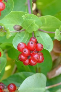 Yarrow (Lonicera × heckrottii), Grüne Aue 7, Germany