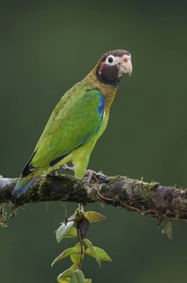 Brown-hooded Parrot (Pyrilia haematotis), Costa Rica