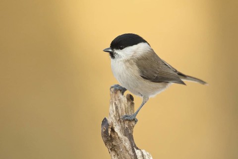 Marsh Tit (Poecile palustris), Rhineland-Palatinate, Germany