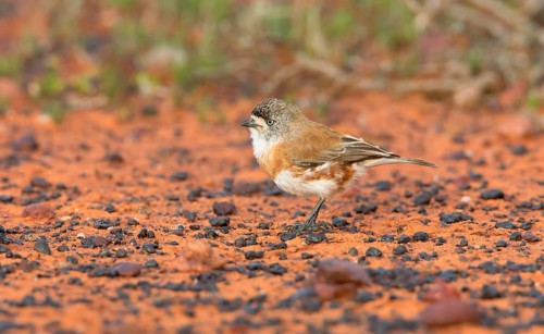 Chestnut-breasted Whiteface (Aphelocephala pectoralis), South Australia, Australia