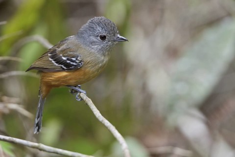 Variable Antshrike (Thamnophilus caerulescens) perched on a branch in Bolivia, South America