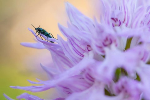 A vibrant green beetle explores the delicate, ruffled petals of an Orchis italica in a serene