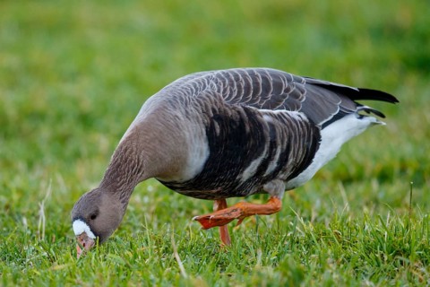 Greater White-fronted Goose (Anser albifrons) foraging, North Rhine-Westphalia, Germany
