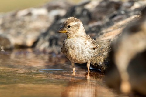 Rock Sparrow (Petronia petronia), Castile and Leon, Spain
