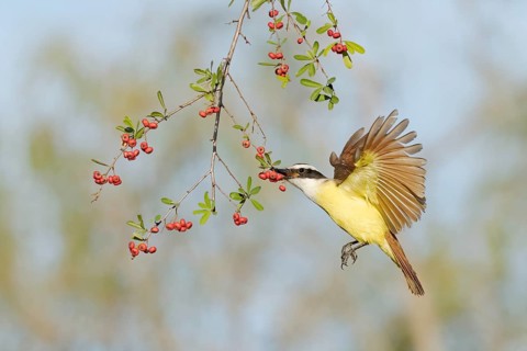 Great Kiskadee (Pitangus sulphuratus) flying while feeding on red berries, Texas, USA