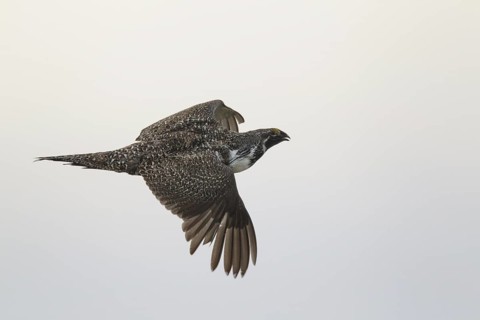 Sage Grouse (Centrocercus urophasianus) male flying, Idaho, USA