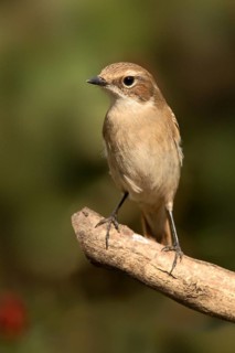 Grey Bush Chat (Saxicola ferreus) female perched on a branch, Yunnan, China