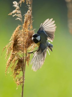 Great tit (Parus major) foraging for seeds on reeds (Phragmites australis), Lower Saxony, Germany