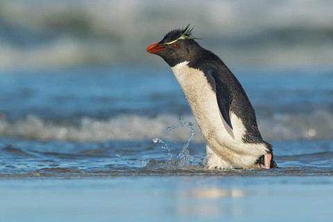 Rockhopper Penguin (Eudyptes chrysocome) emerging from the ocean in the Falkland Islands