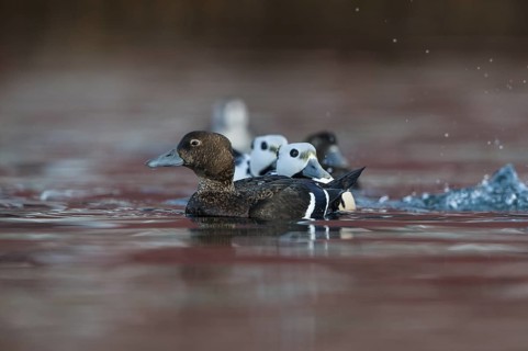 Steller's Eider (Polysticta stelleri), Varanger, Norway