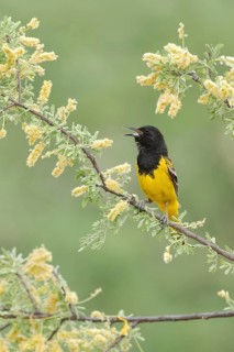 Scott's Oriole (Icterus parisorum) male singing, Arizona, USA