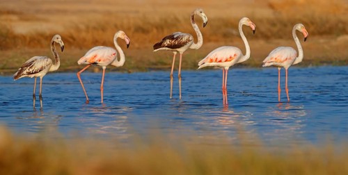 Pink flamingo, (Phoenicopterus ruber), Phoenicopterus roseus, animals, birds, flamingo, biotope,