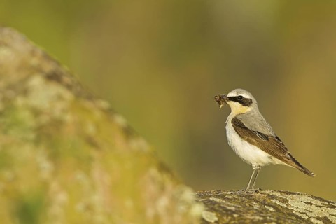 Northern Wheatear (Oenanthe oenanthe) male, Rhineland-Palatinate, Germany