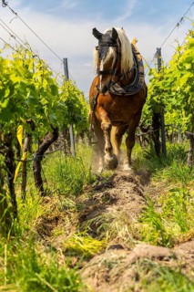 Haflinger pulling plough between vines, vineyard, Ihringen, Kaiserstuhl, Baden-Württemberg, Germany