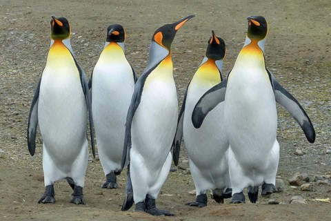 Antarctica, South Georgia, snow, ice, winter, king penguin, penguins, great penguins, (Aptenodytes