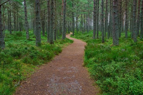 Winding trail through thick, green pine forest, Loch Garden, Nethy Bridge, Scotland, United